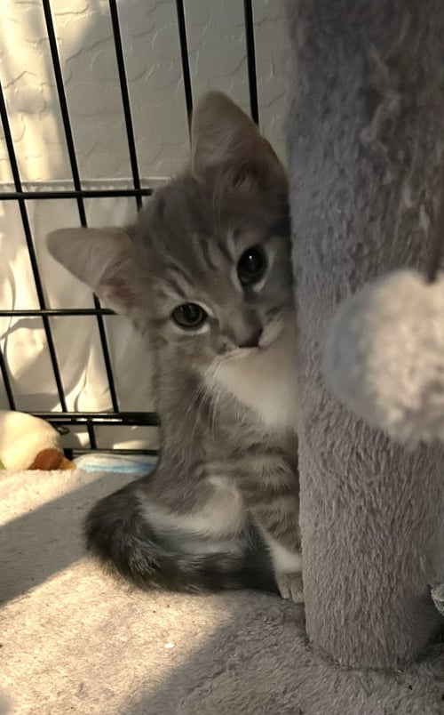 CUDDLES - Domestic Short Hair available for adoption