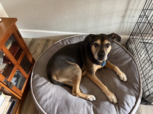 BUCK #3 - Rottweiler available for adoption