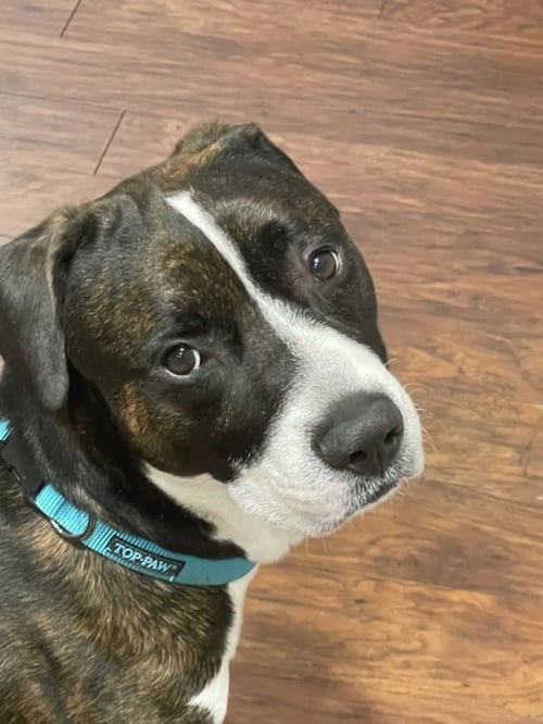 ZEUS - Boxer / Labrador Retriever available for adoption