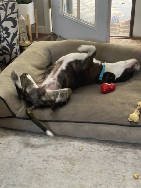 ZEUS - Boxer / Labrador Retriever available for adoption