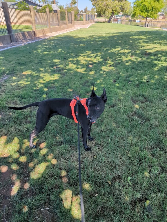 NALA #13 Image