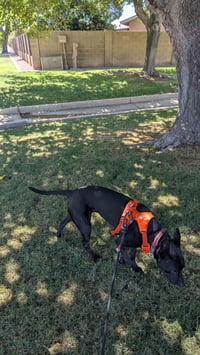 NALA #13 - Photo 2