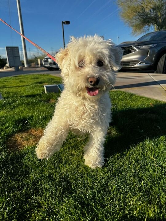 ANNIE #7 - Bichon Frise available for adoption