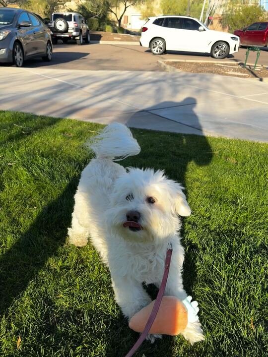 ANNIE #7 - Bichon Frise available for adoption