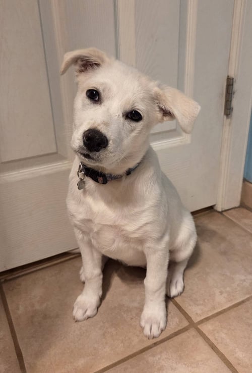 PEARL #2 - Shiba Inu / Fox Terrier available for adoption