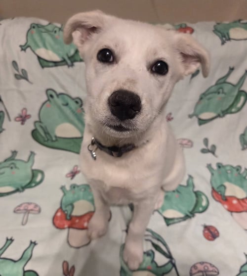 PEARL #2 - Shiba Inu / Fox Terrier available for adoption