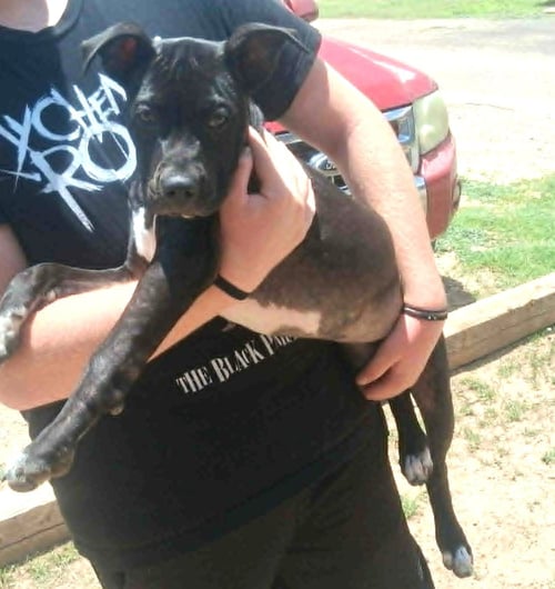 COSMO - Unknown available for adoption