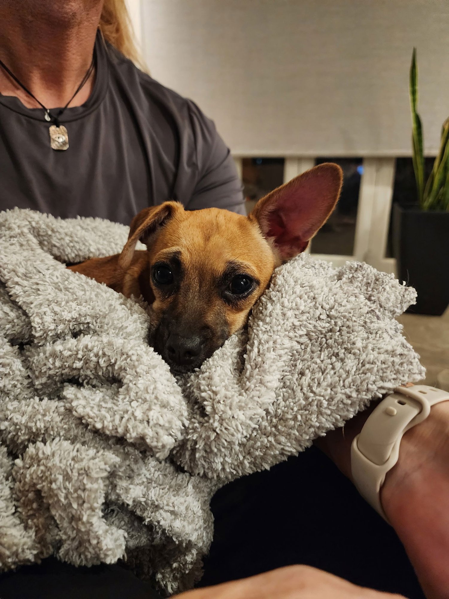 PIP #2 - Chihuahua / Dachshund available for adoption