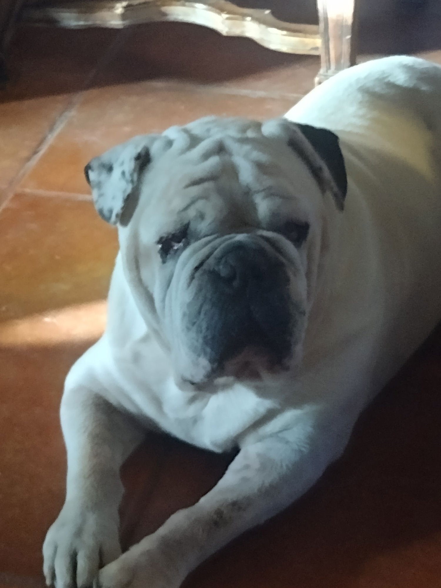 TANK #9 - English Bulldog available for adoption