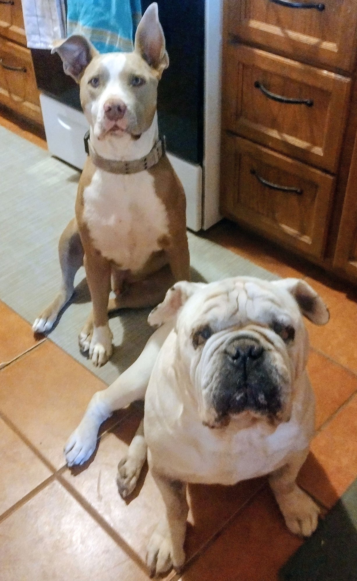 TANK #9 - English Bulldog available for adoption