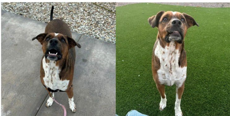 LUCY #16 - Boxer / Cattle Dog available for adoption