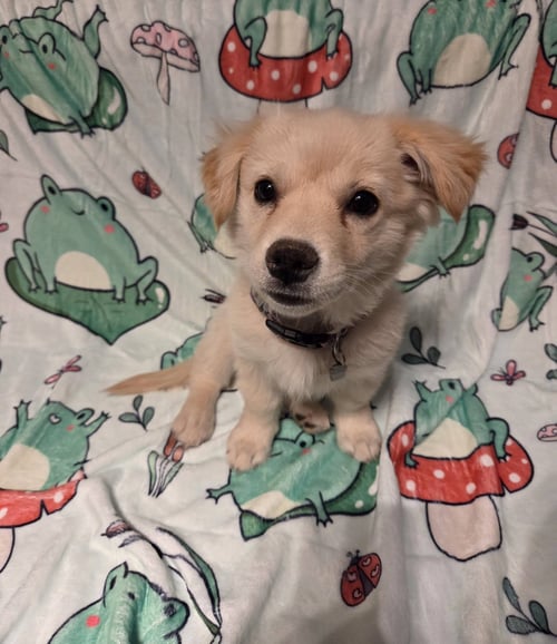 OPAL - Shiba Inu / Fox Terrier available for adoption