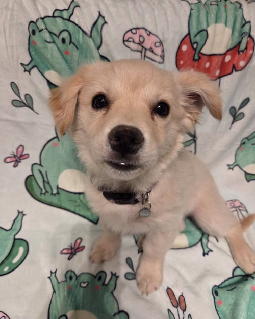 OPAL - Shiba Inu / Fox Terrier available for adoption