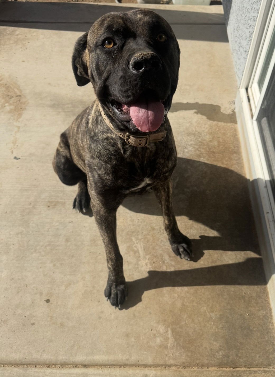 KILA - Cane Corso Mastiff available for adoption