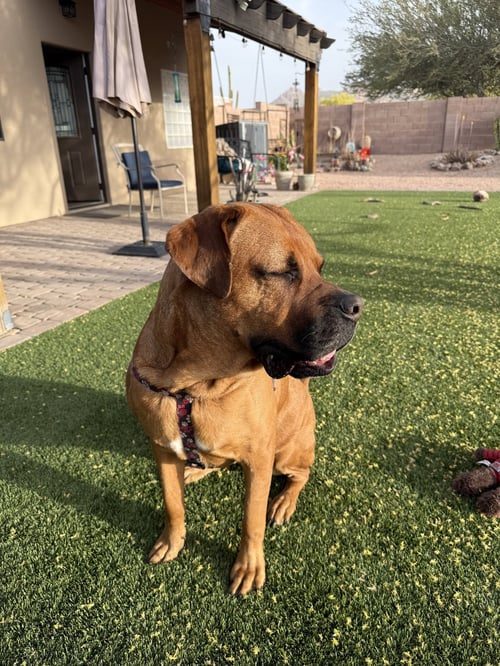DAISY #27 - Mastiff available for adoption
