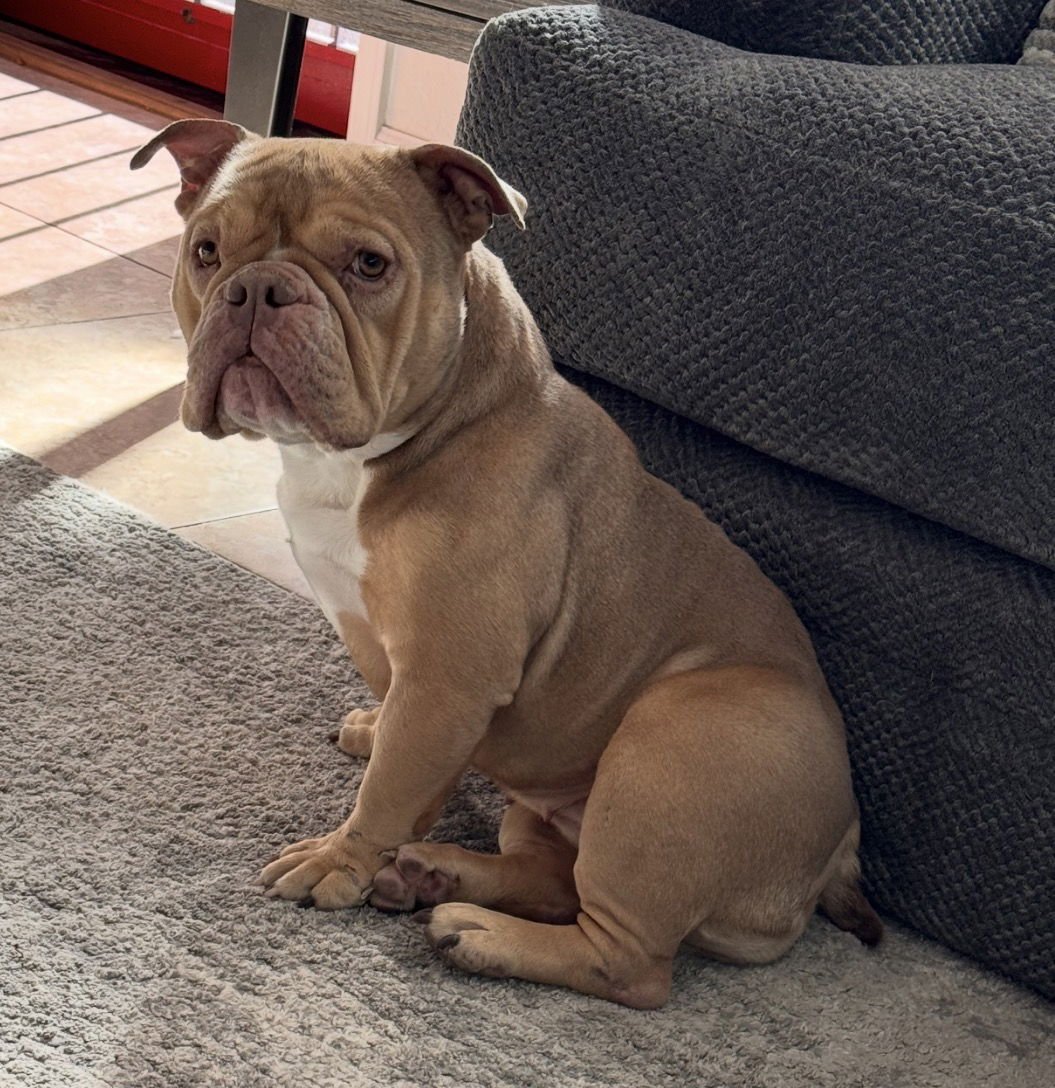 FAITH #3 - Bulldog available for adoption