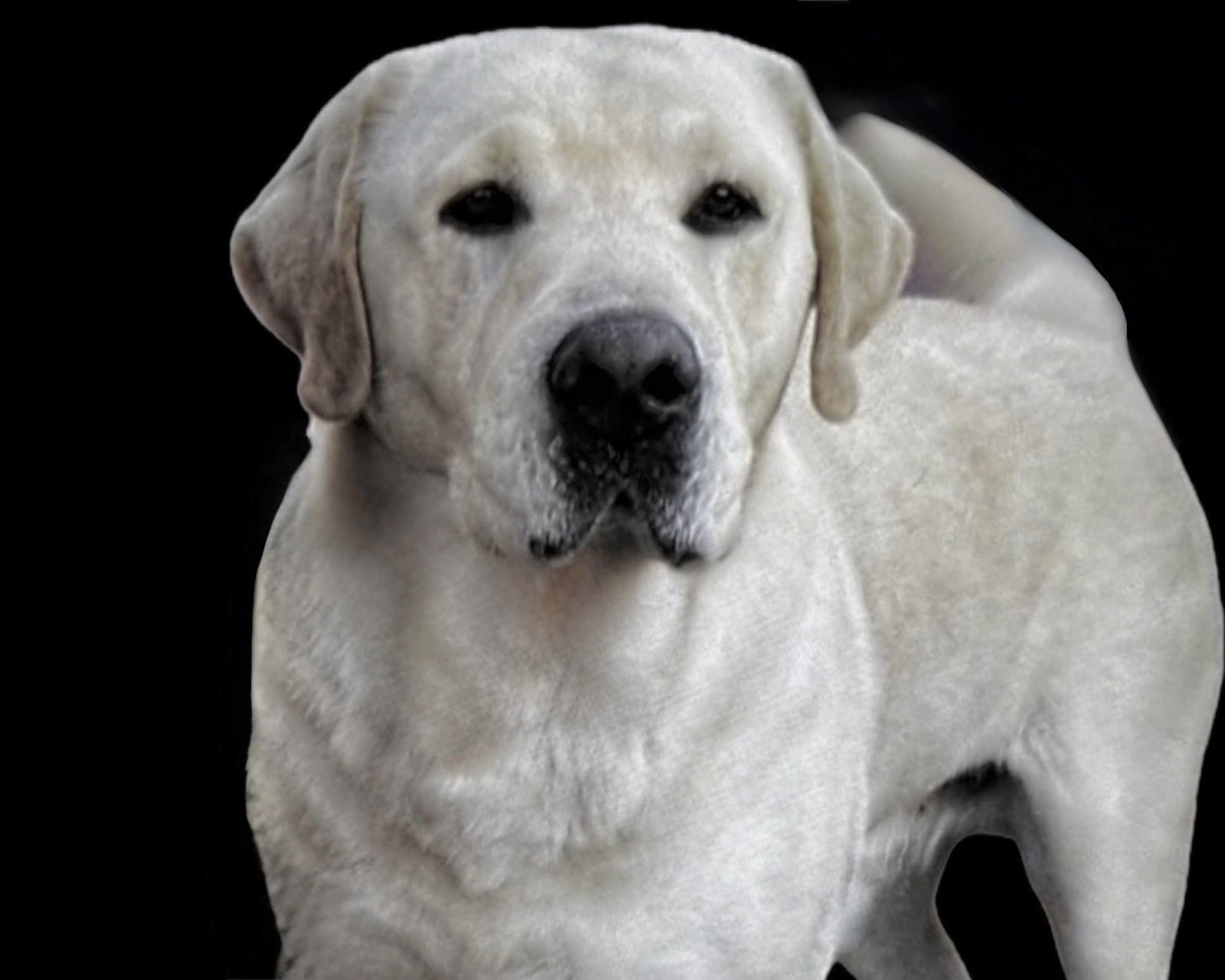 CORKEY - Labrador Retriever available for adoption