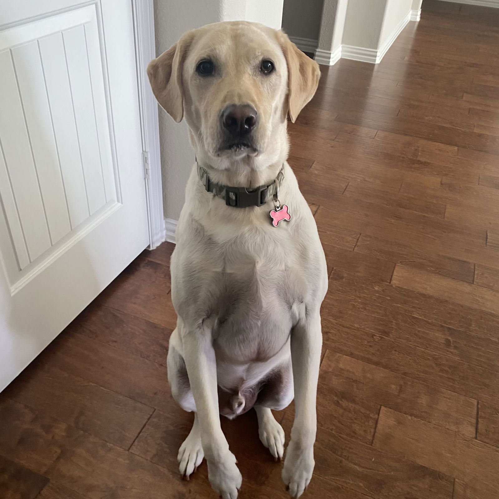 MARLEY - Labrador Retriever available for adoption