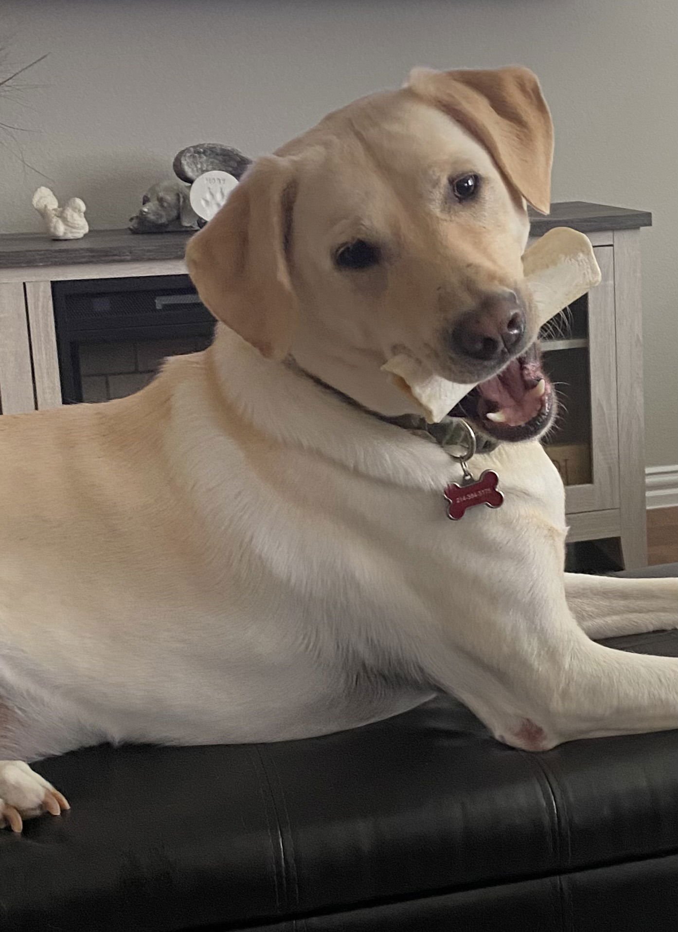 MARLEY - Labrador Retriever available for adoption