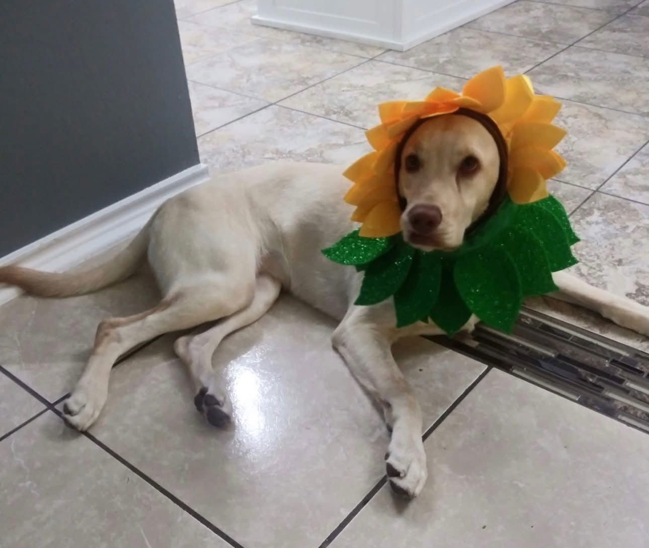 LUNARIA - Labrador Retriever available for adoption