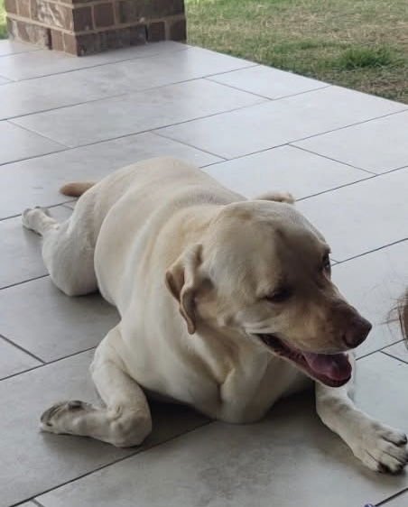 LUNARIA - Labrador Retriever available for adoption