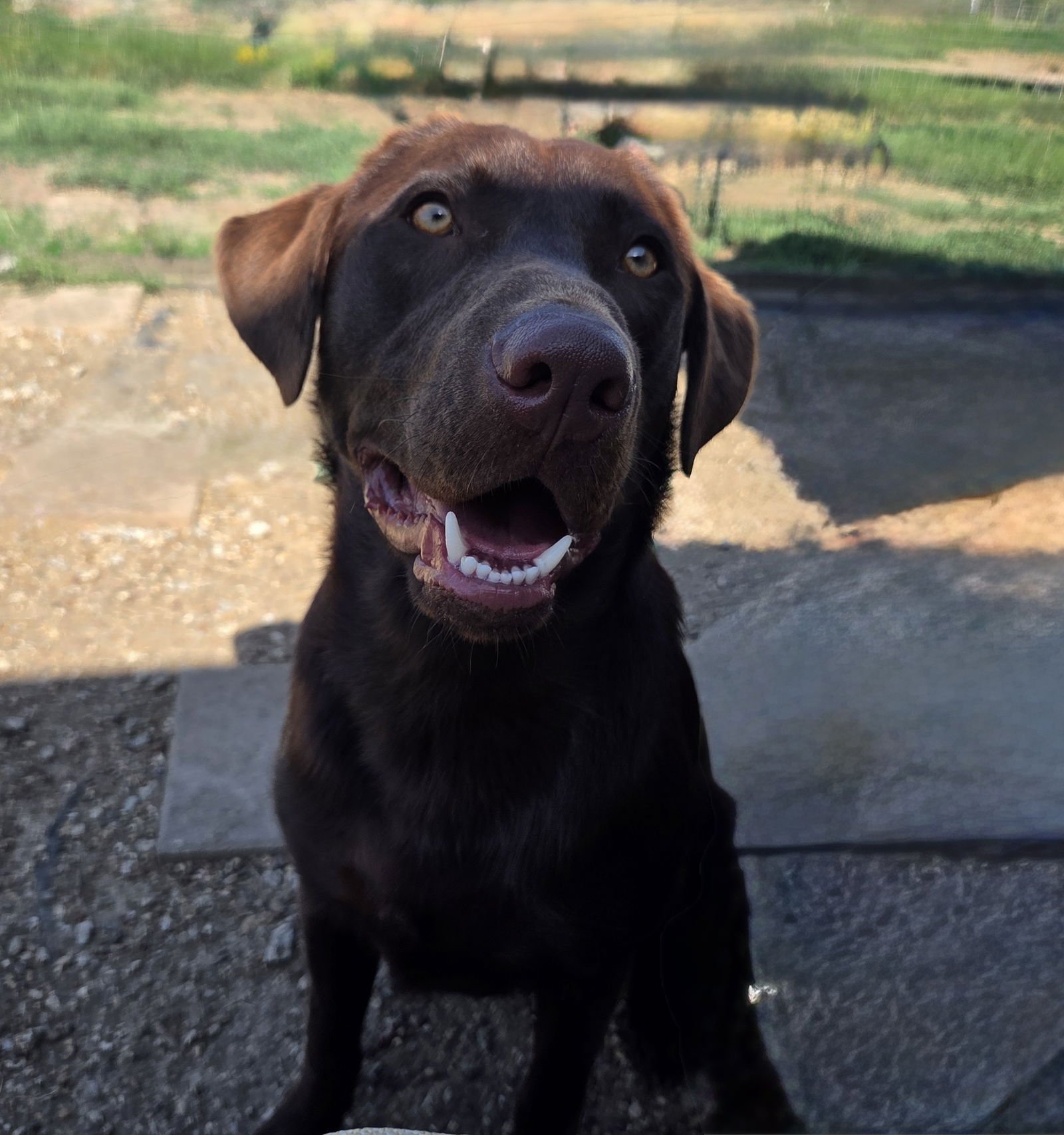 WHISKEY - Labrador Retriever available for adoption