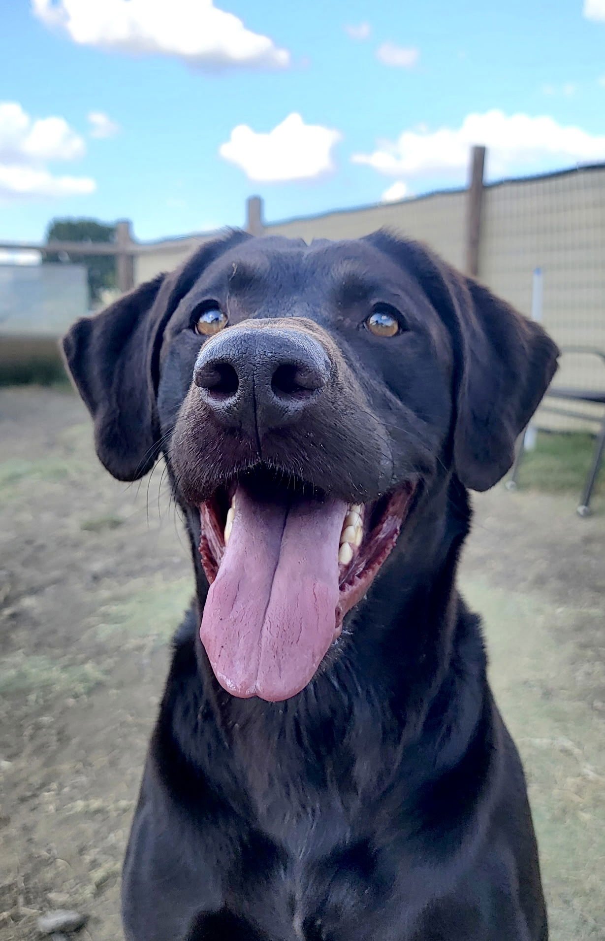 WHISKEY - Labrador Retriever available for adoption