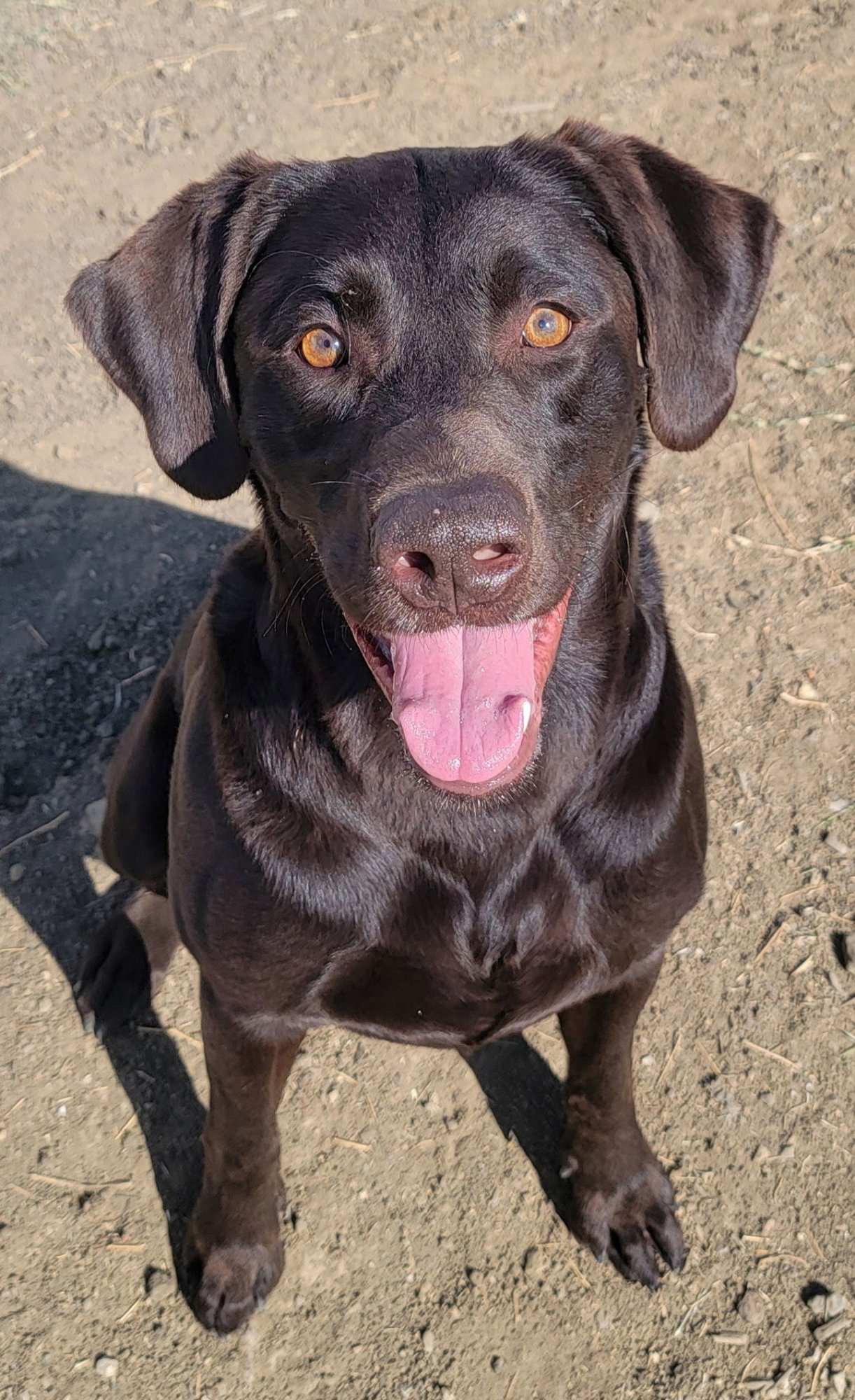 Whiskey - Photo 3