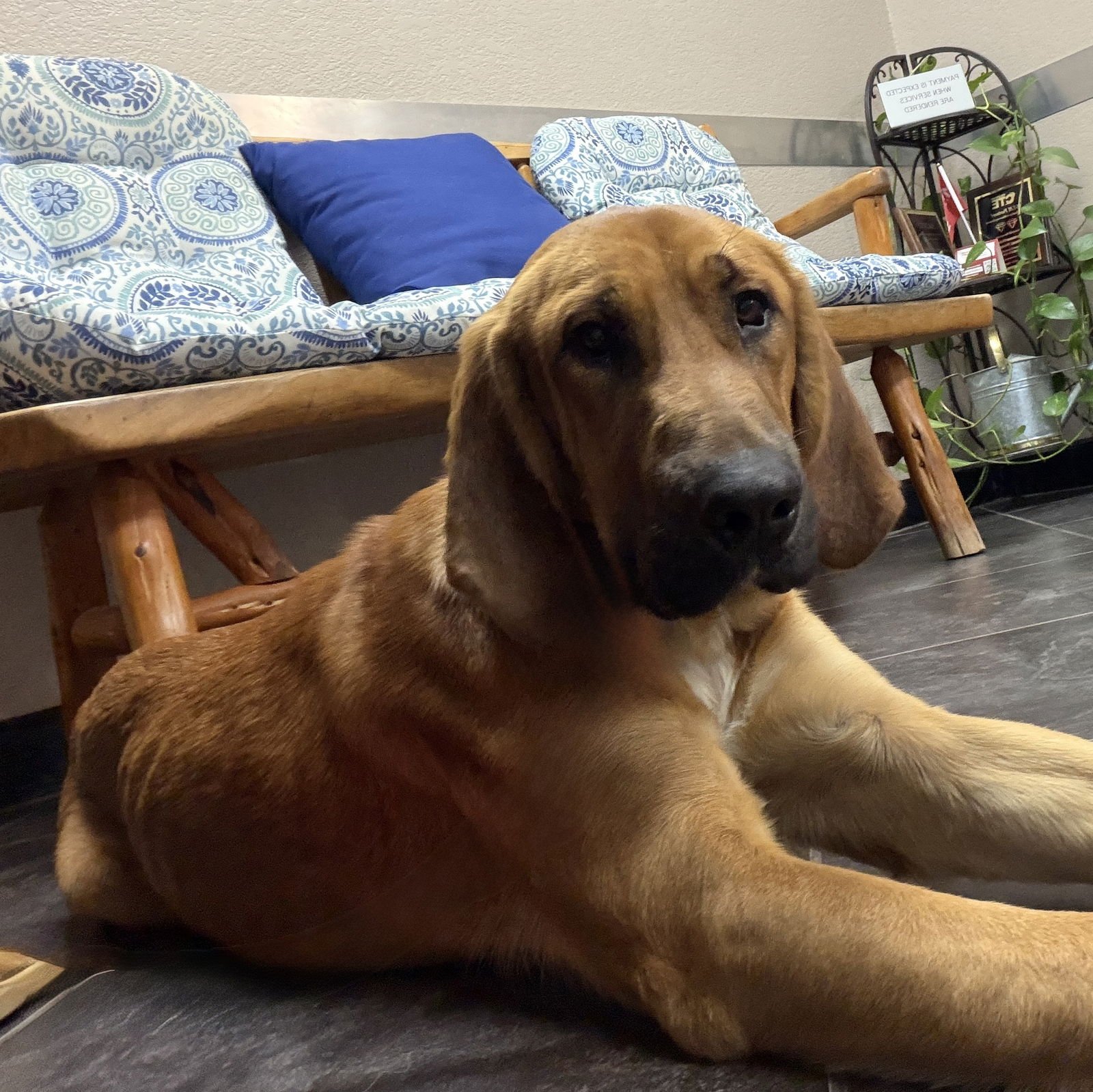 EDGAR - Redbone Coonhound available for adoption