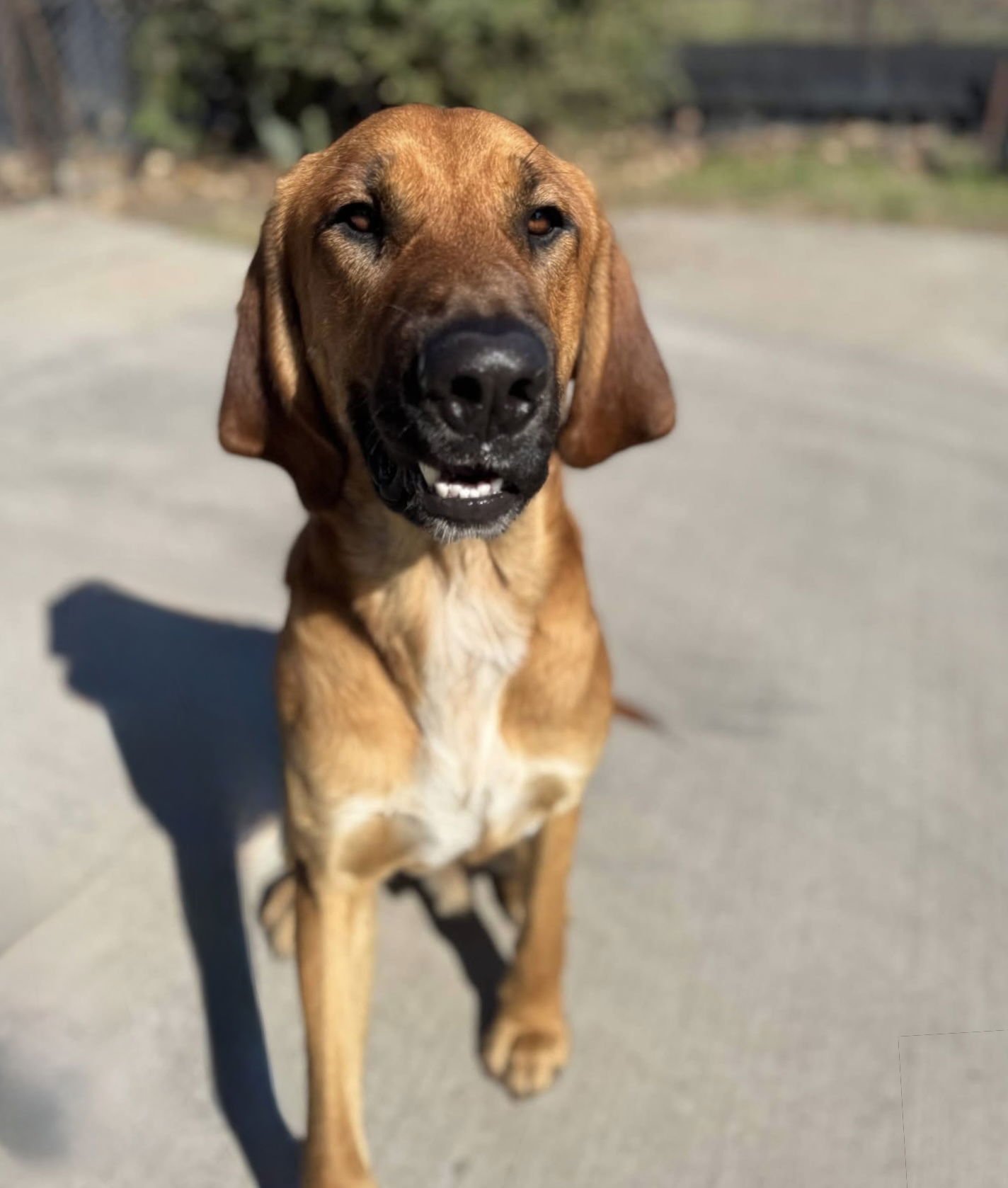 EDGAR - Redbone Coonhound available for adoption