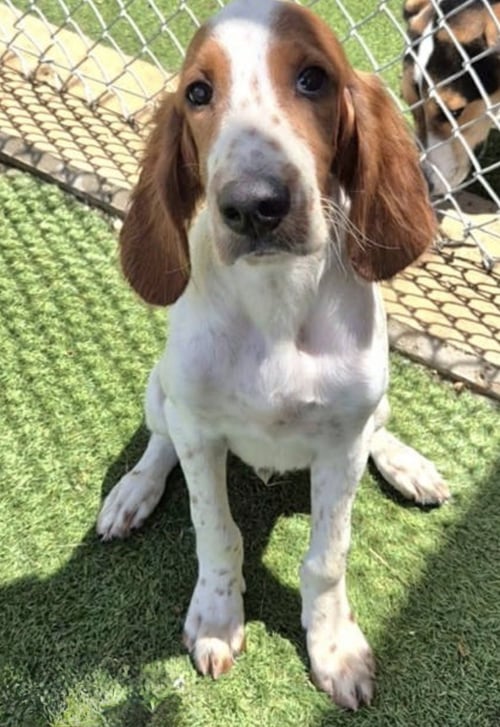 FINNEGAN - Irish Setter available for adoption