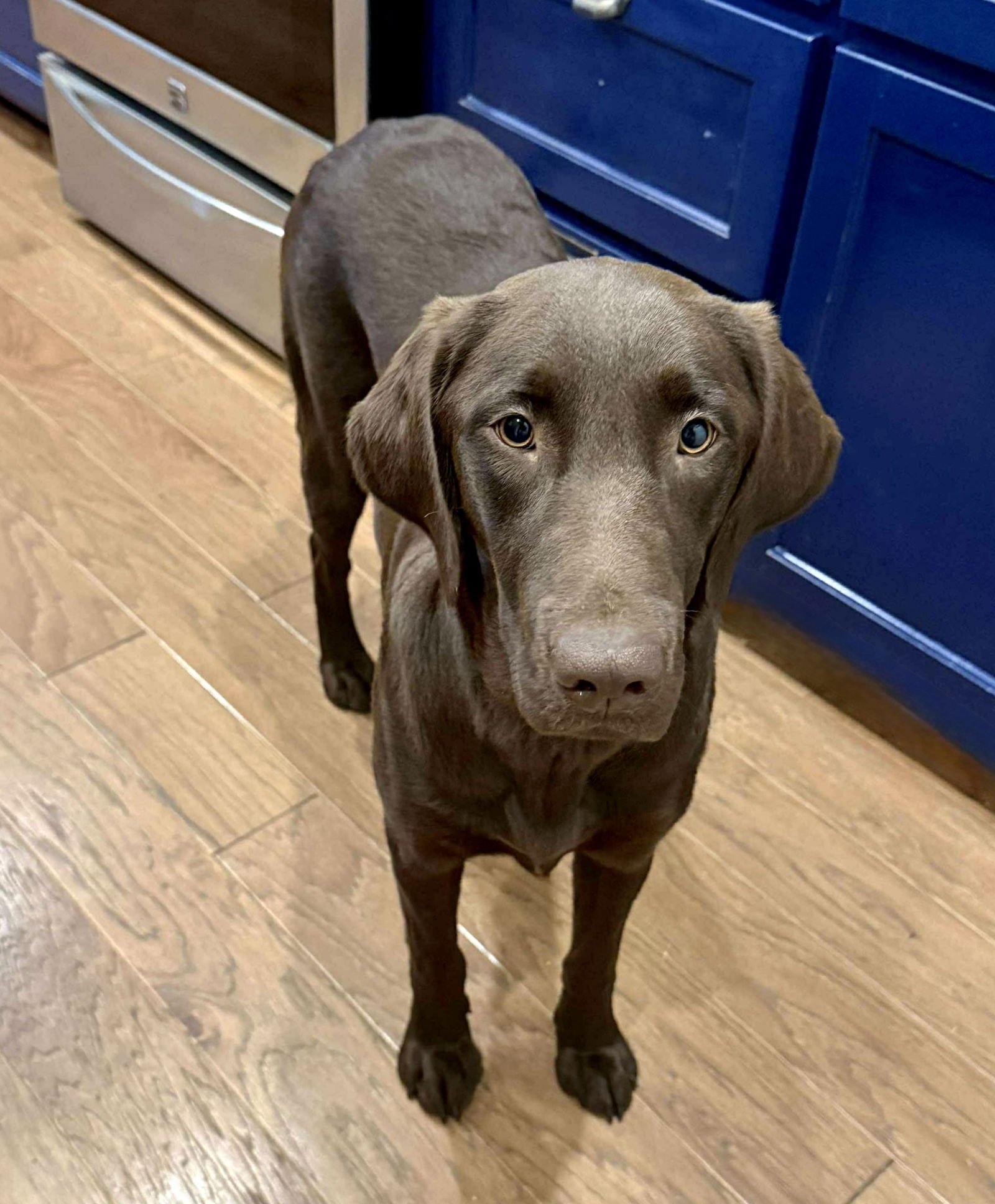 HONEY - Labrador Retriever for adoption in Denton