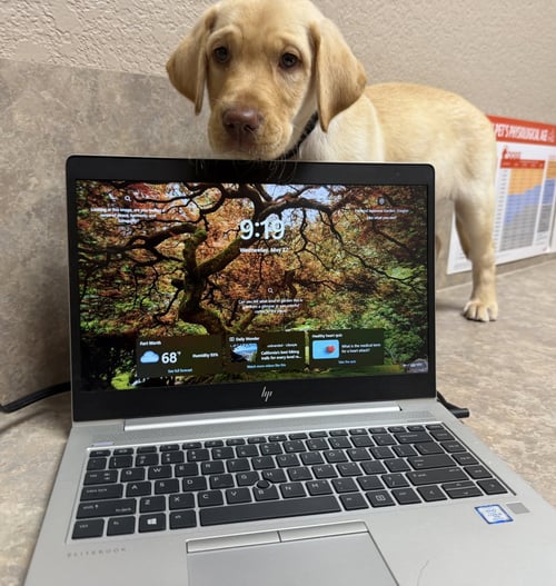 NELSON - Labrador Retriever available for adoption