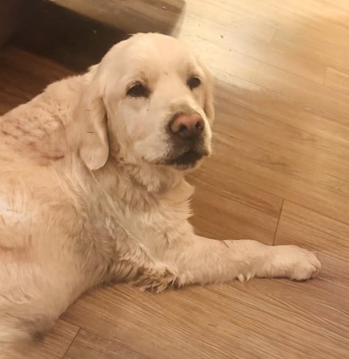 DUKE - Golden Retriever available for adoption