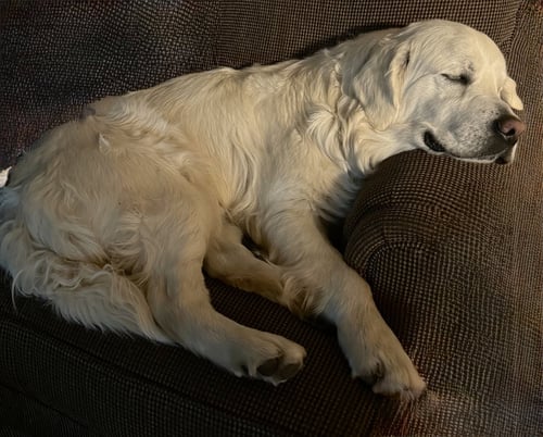 DUKE - Golden Retriever available for adoption