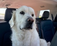 Duke - Photo 3