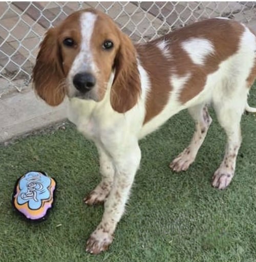 CALEY - Irish Setter available for adoption