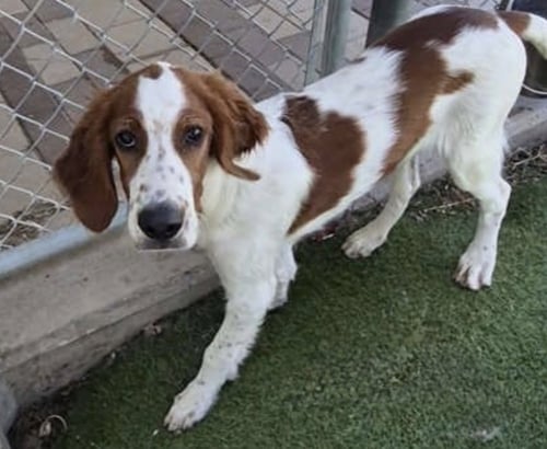 DECLAN - Irish Setter available for adoption