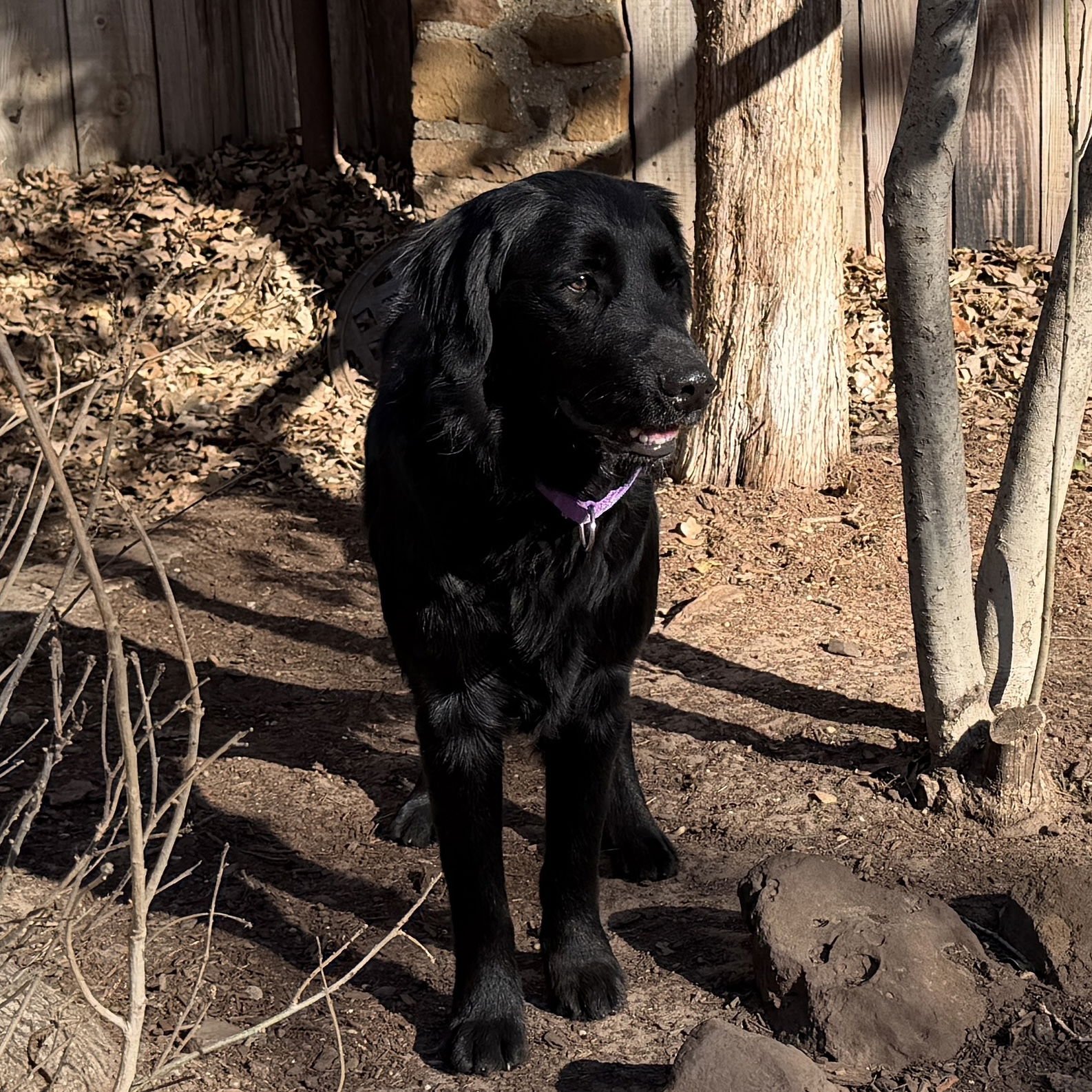 SOONER - Flat-coated Retriever available for adoption