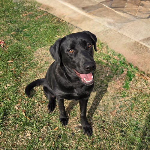 SIENNA - Labrador Retriever available for adoption