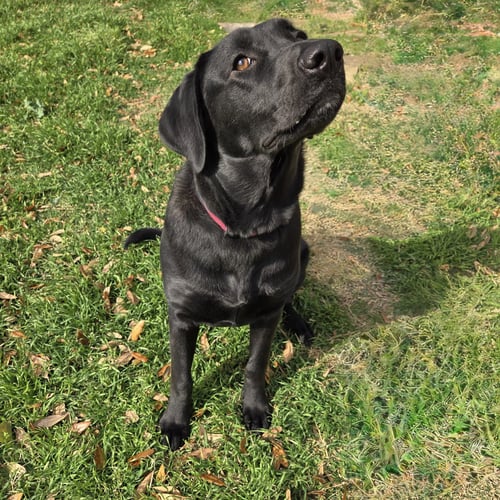 SIENNA - Labrador Retriever available for adoption