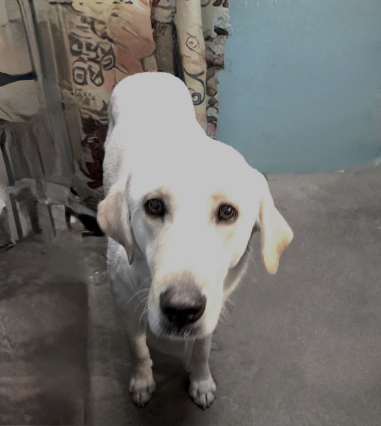 JANUARY - Labrador Retriever available for adoption