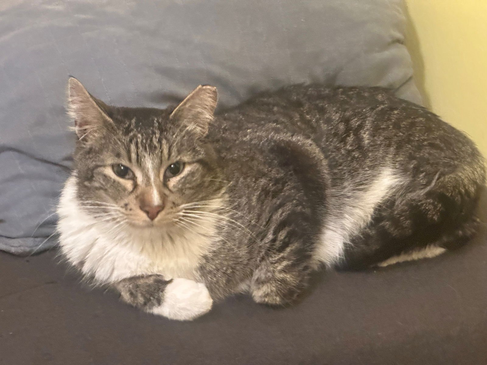 CHARLIE - Domestic Medium Hair available for adoption