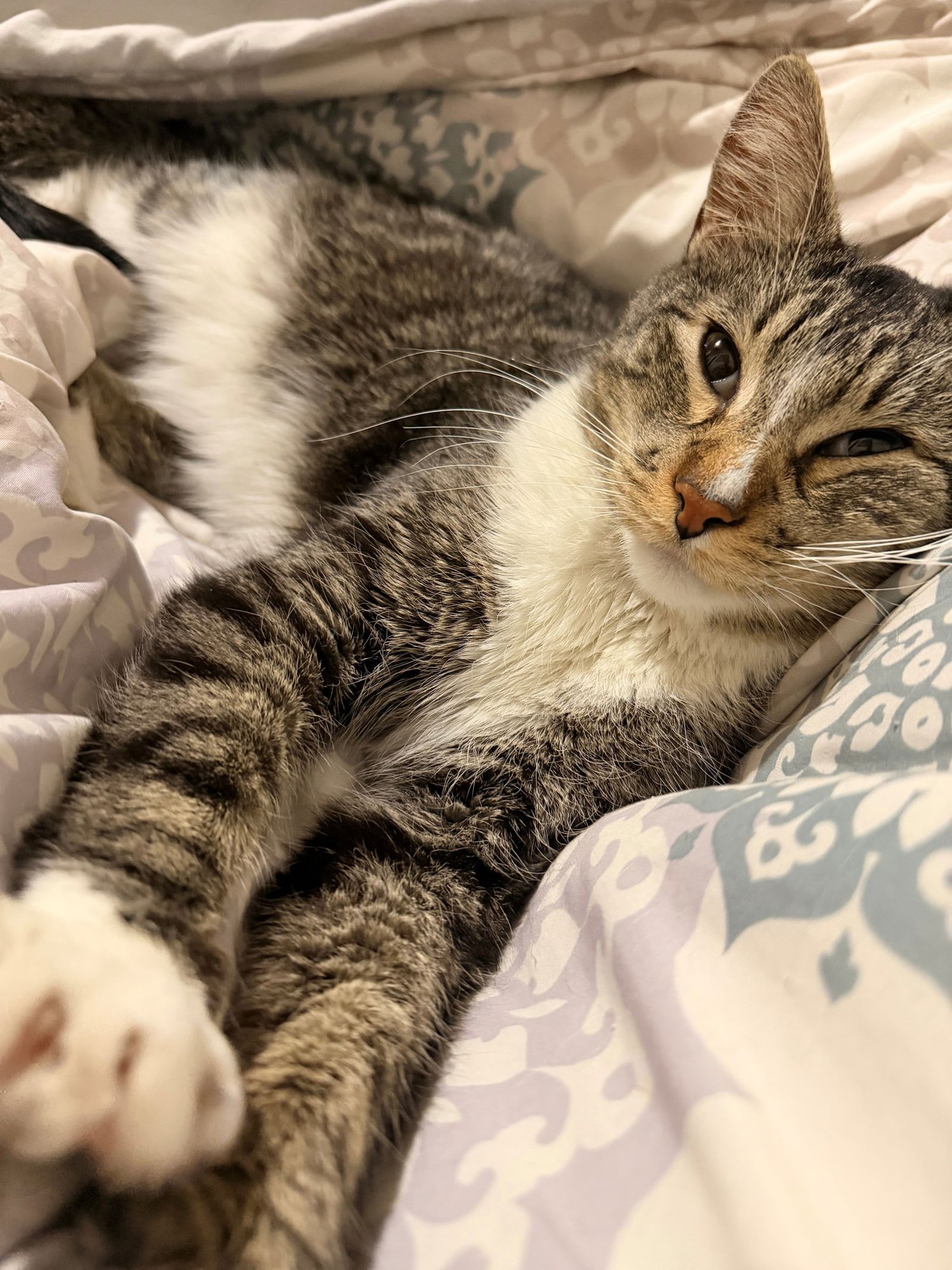 CHARLIE - Domestic Medium Hair available for adoption