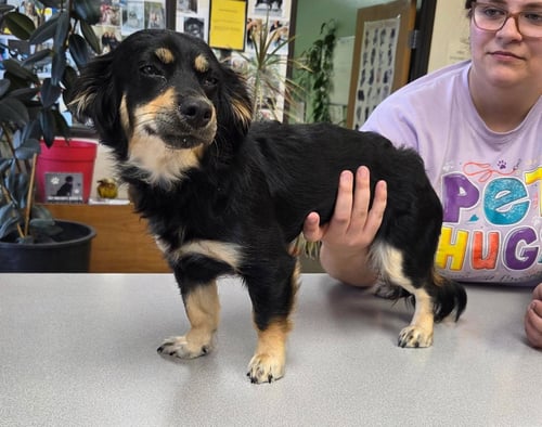 DEMI DOXI - Dachshund available for adoption