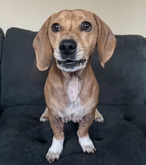 ODIN - Dachshund / Beagle available for adoption