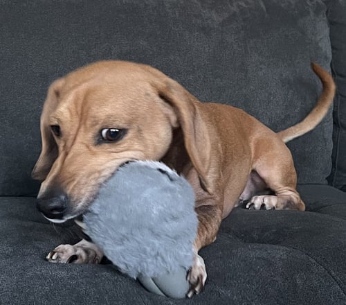 ODIN - Dachshund / Beagle available for adoption