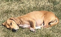 Odin - Photo 7
