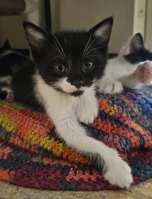 PAPRIKA - Domestic Short Hair available for adoption