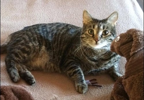 HAZEL - Domestic Short Hair available for adoption
